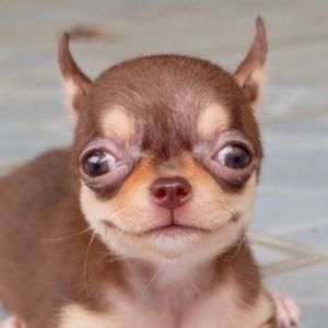 Meet your Posher, Roller